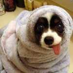 Dog Wrapped in a Blanket