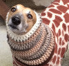 Dog in a Giraffe Costume